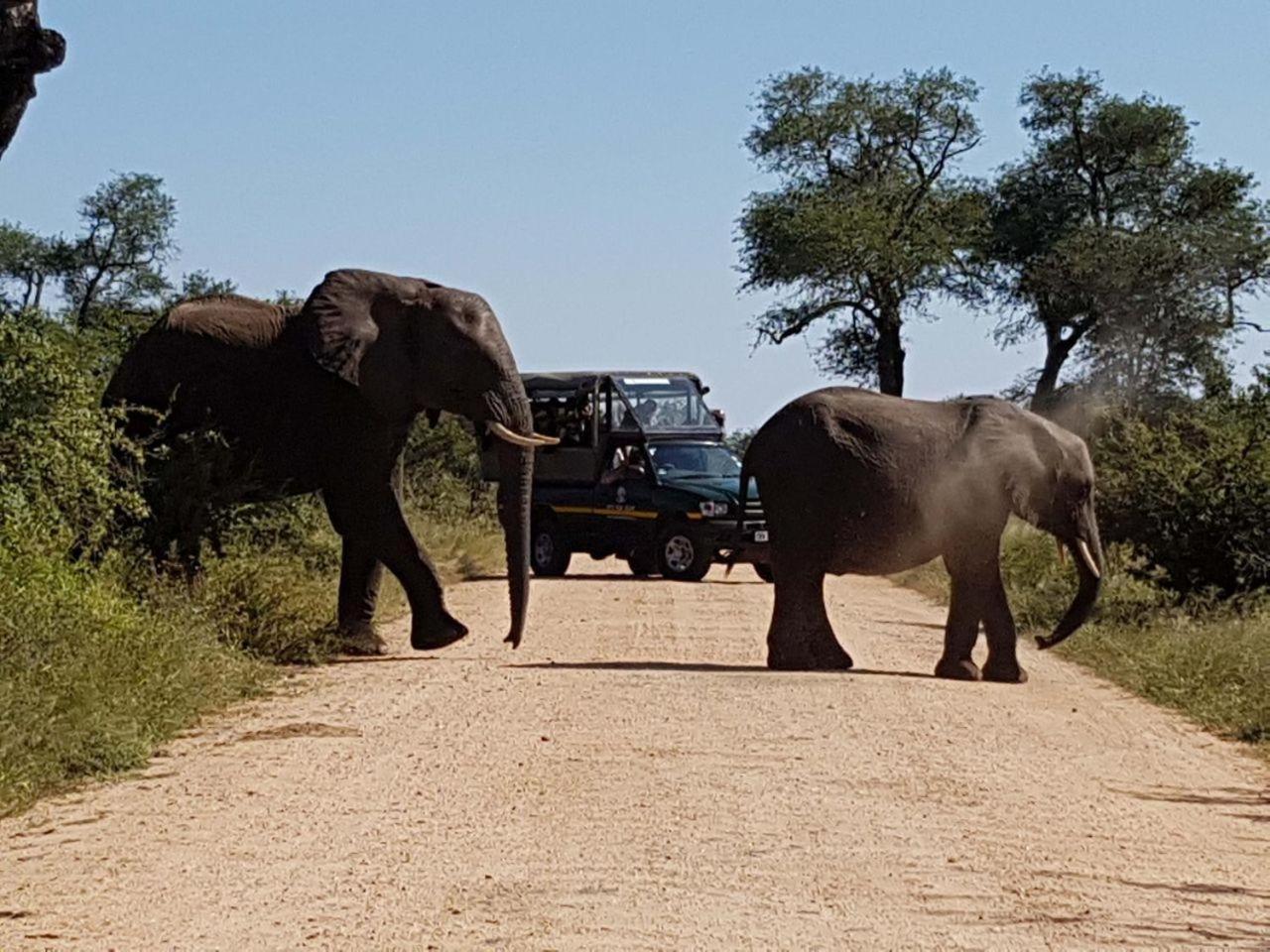 Ekhaya Bush Lodge Hoedspruit Dış mekan fotoğraf